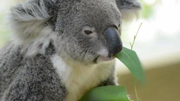 Koala frisst Eukalyptusblatt