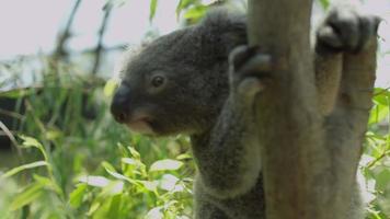 koala in boom - Australië