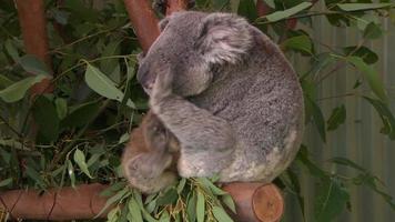 söt baby koala i ett träd