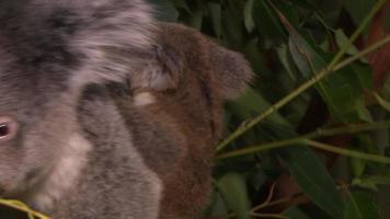 niedlicher Babykoala in einem Baum video