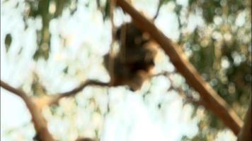 Koala in einem Baum - Australien video