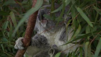 Cute baby koala in a tree video