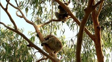 Koala in einem Baum - Australien video