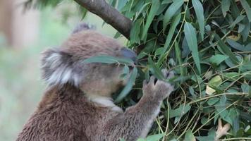 Koala feeding on Eucalyptus leaves