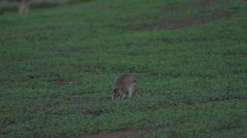wallaby está em câmera lenta em Mission Beach, Austrália
