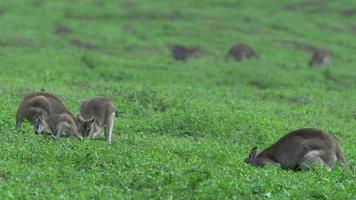 Group Wallabies with wallaby with baby in here pouch in Mission Beach Queensland, Australia.
