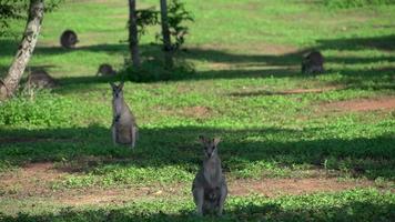 Field of Wallaby's in Mission Beach , Australia