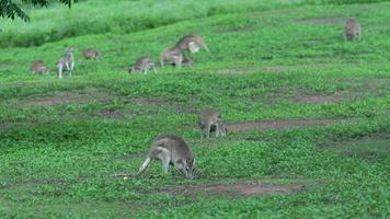 A big group of Wallabies  eating grass in Mission Beach , Australia video