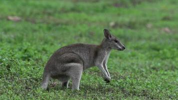Wallaby jumping away in slow motion in Mission Beach Queensland, Australia. video