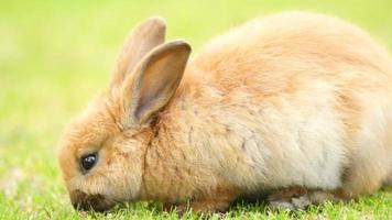 wildes Häschen Kaninchen grasen Gras Valdez Alaska Tier Tierwelt