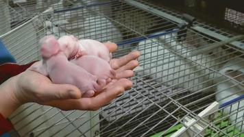 pasgeboren konijnen in de handen van vrouwen video