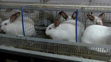Kaninchen auf dem Bauernhof in Käfig 2 video