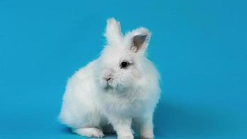 Video von weißem Kaninchen auf blauem Bildschirm