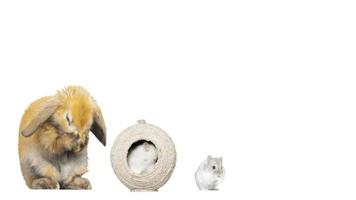 hamster e coelho e rato lavados em um fundo branco video