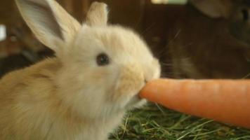 close-up: schattig pluizig klein lichtbruin konijntje dat grote verse wortel eet