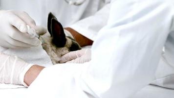 In slow motion veterinarians doing injection at a rabbit