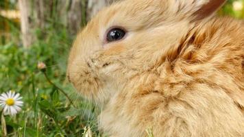 Fluffy rabbit sniffing, close up video