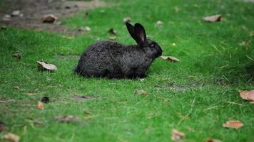 groot zwart konijn eet gras