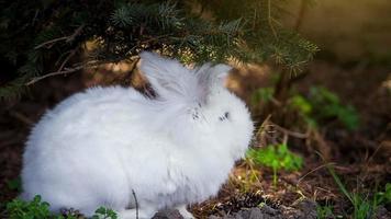video av vit kanin utomhus
