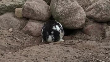 Kaninchen in der Nähe der Höhle video