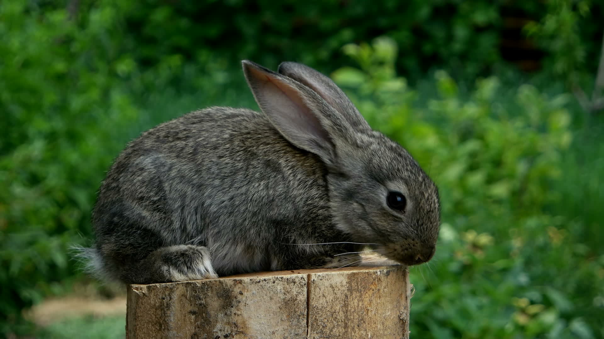 Cute Baby Rabbit. Feeding animal 1277601 Stock Video at Vecteezy Cute Baby Rabbit. Feeding animal 1277601 Stock Video at Vecteezy
