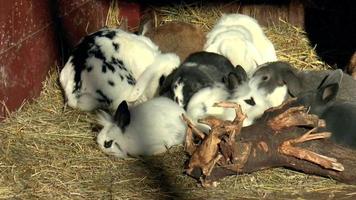 Mammals- rabbit, lagomorphs