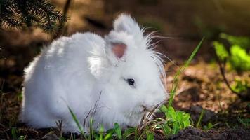 video van wit konijn buitenshuis