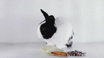 lapin avec pattes mange de la nourriture video