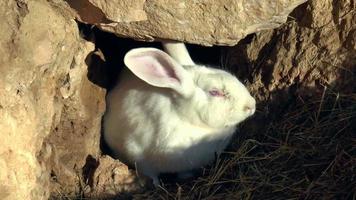 Mammals- rabbit, lagomorphs