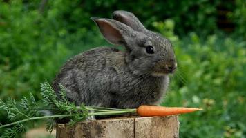 Rabbit. Beautiful animal of nature video
