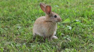 konijn zittend op het gras video