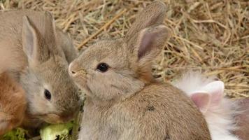 bébés lapins grignotant sur la salade video