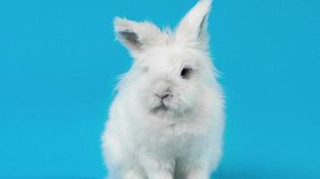 video av vit kanin på blå skärm