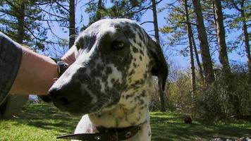 Human hand caresses Dalmatian dog video