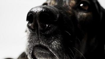 grote hond close-up