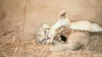 two week baby lion in zoo