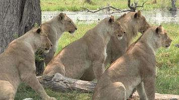 manada de leones mirando atentamente a la presa video