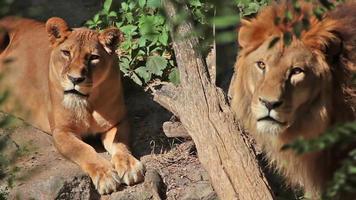 Lioness and lion video