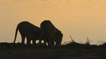 Two Lions drinking video