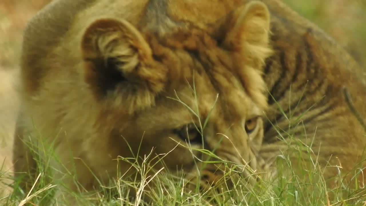 The Asiatic lion, also known as the Indian lion or Persian lion, is a lion subspecies that exists as a single population in India's Gujarat state. 1277729 Stock Video at Vecteezy The Asiatic lion, also known as the Indian lion or Persian lion, is a lion subspecies that exists as a single population in India's Gujarat state. 1277729 Stock Video at Vecteezy