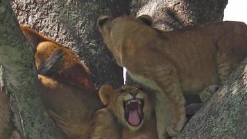chiot lion sur arbre video