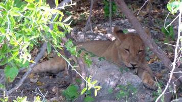 schattige jonge leeuw bijt stok spelen. chobe botswana afrika. video