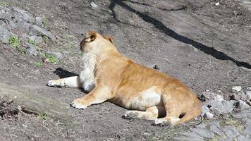 Eine wilde einsame (weibliche) Löwin erwacht und dreht sich um, um in die Kamera zu schauen video