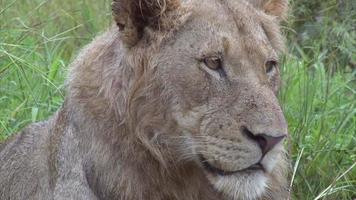 lion mâle dans la brousse video