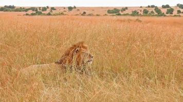 Male lion in Masai Mara video