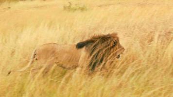 mannelijke leeuw in masai mara video