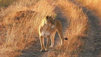 kvinnlig lejon n masai mara