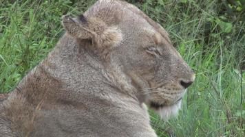 vrouwelijke leeuw in de bush video