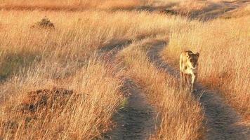 Female lion n Masai Mara video