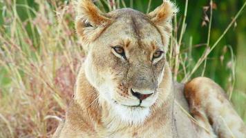 lejoninna slickar sig själv, masai mara video